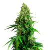 Auto Honey Melon Kush fem. Sensi Seeds Research