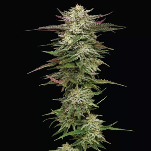 Auto Humboldt Headband 5 u. fem Humbold Seeds Company
