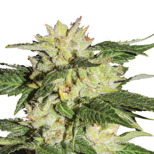 Auto Ice fem. Nirvana