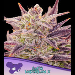 Auto Imperium X  fem. Anesia