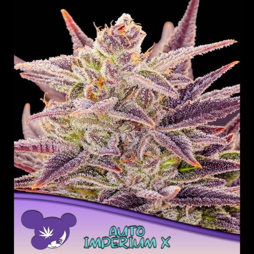 Auto Imperium X  fem. Anesia
