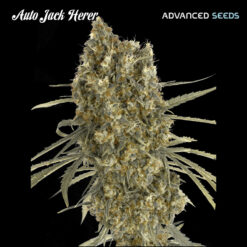 Auto Jack Herer fem. Advanced Seeds