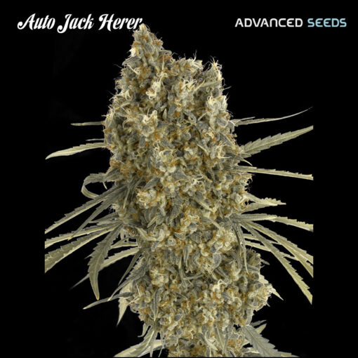 Auto Jack Herer fem. Advanced Seeds