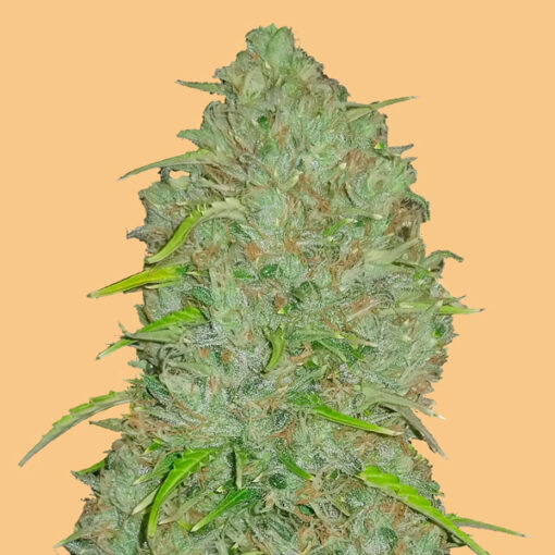 Auto Jack Herer fem. FastBuds Seeds