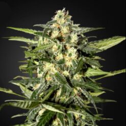Auto Jack Herer fem. Green House