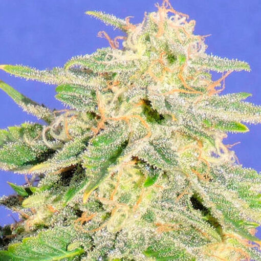 Auto Jack Herer fem. Original Sensible
