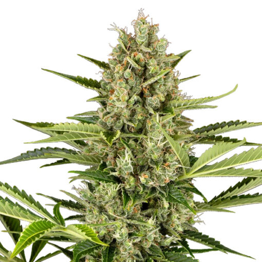 Auto Jack Herer 10 u. fem. Sensi Seeds