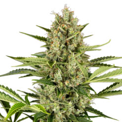 Auto Jack Herer  5 u. fem. Sensi Seeds
