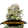 Auto Jack Herer fem. Seedstockers