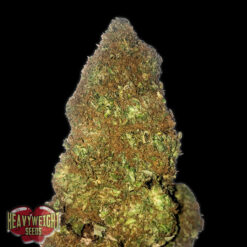 Auto Jackpot fem. Heavyweight Seeds