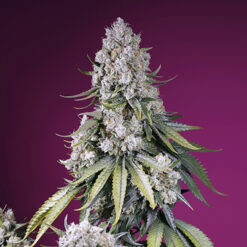 Auto Jealousy Z XL fem. Sweet Seeds