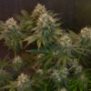 Auto Jelly Donutz 3 u. fem Humbold Seeds Company