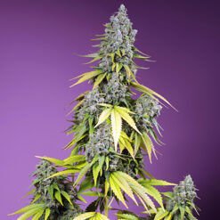 Auto Jet Fuel Mandarine XL fem. Sweet Seeds