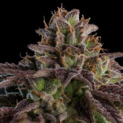 Auto K-Mintz fem. Ripper Seeds