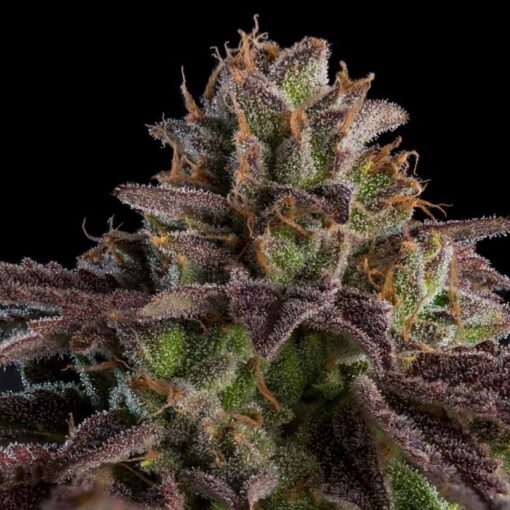 Auto K-Mintz fem. Ripper Seeds