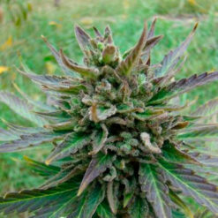 Auto Kickass fem. Kannabia Seeds