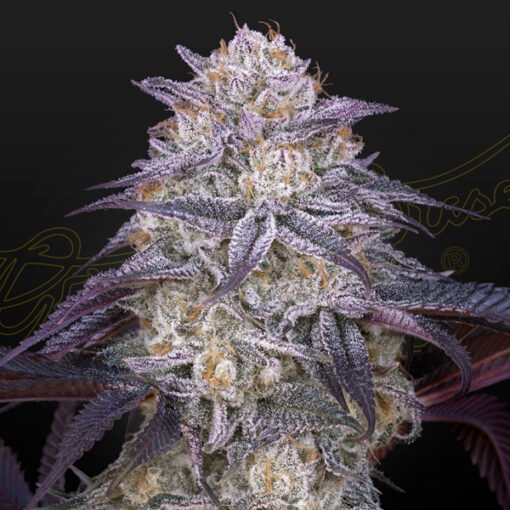 Auto King´s Juice fem. Green House.