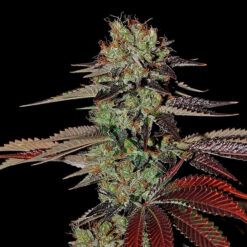 Auto Kings Kush fem. Green House