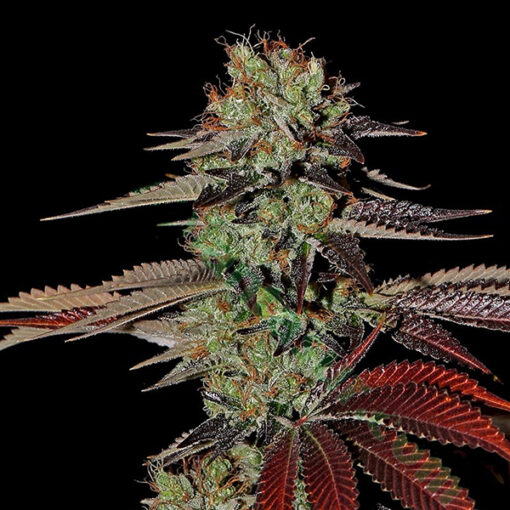Auto Kings Kush fem. Green House