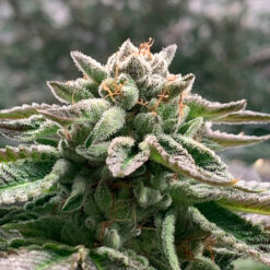 Auto Klementine fem. R-Kiem Seeds