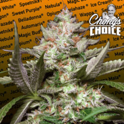 Auto Kong 4 fem. Paradise Seeds