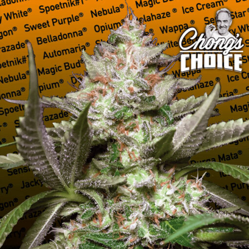Auto Kong 4 fem. Paradise Seeds