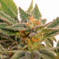 Auto Kritic fem. Kannabia Seeds