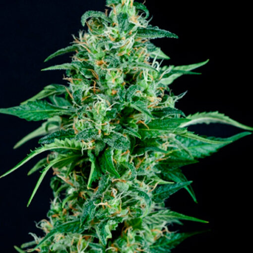 Auto Kryptonite fem. Pyramid Seeds