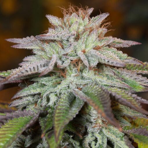 Auto L.A. Vanilla Cake fem. Silent Seeds