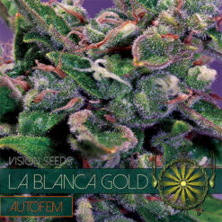 Auto La Blanca Gold 3+1 u. fem. Vision Seeds