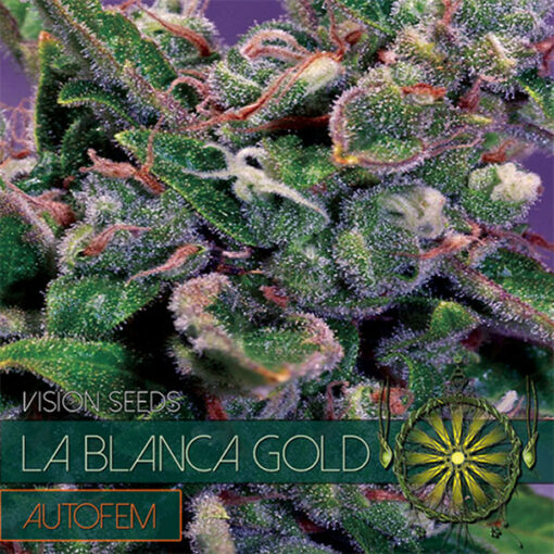 Auto La Blanca Gold 3+1 u. fem. Vision Seeds