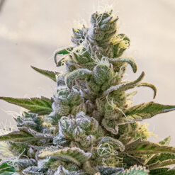Auto Lemon Cake High Speed Buds