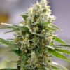Auto Lemon Haze. Expert Seeds