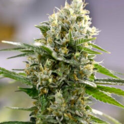 Auto Lemon Haze. Expert Seeds