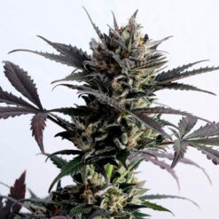 Auto Lemon Haze fem. Kannabia Seeds
