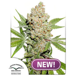 Auto Lemon Kix fem. Dutch Passion