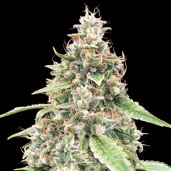 Auto Lemon OG fem. 00 Seeds