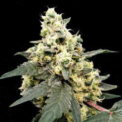 Auto Lemonade fem. Paradise Seeds