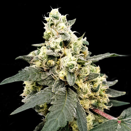 Auto Lemonade fem. Paradise Seeds