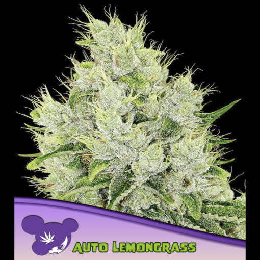 Auto Lemongrass fem. Anesia
