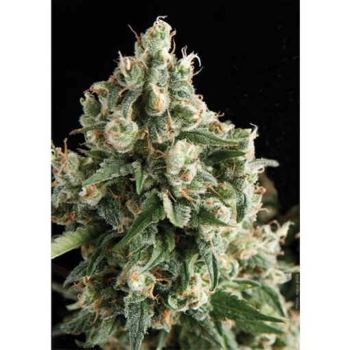 Auto Lennon fem. Pyramid Seeds