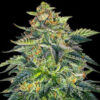 Auto London Cream Cake 5u. G13 Labs