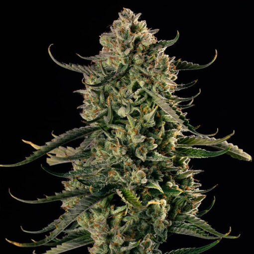 Auto MAC Dawg   3 ud Silent Seeds