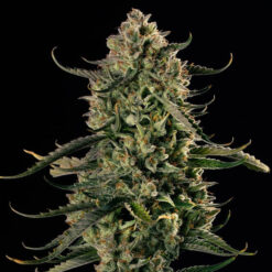 Auto MAC Dawg   5 ud Silent Seeds