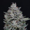 Auto MAC2 - 3 u. fem - USA Line- Pure Instinto