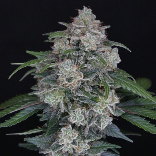Auto MAK OG 3 u. fem - USA Line- Pure Instinto