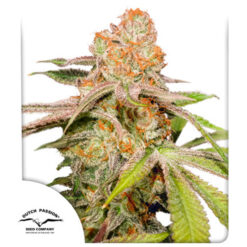 Auto Mac #1 fem. Dutch Passion