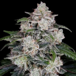 Auto Mac N Me fem. DNA Genetics