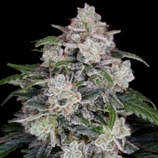 Auto Mac N Me fem. DNA Genetics
