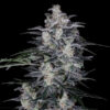 Auto MacNana fem. DNA Genetics